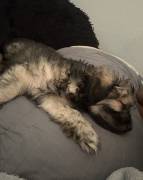 3/4 month old Puppy, Mixed Breed