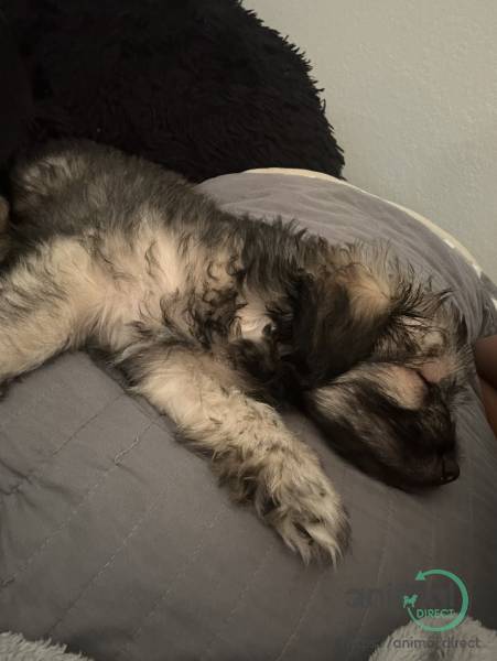 3/4 month old Puppy, Mixed Breed