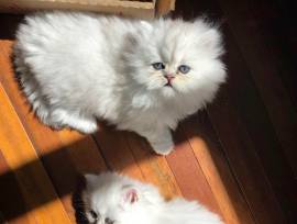Silver Persian Kittens, Persian