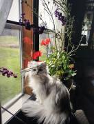 Silver Persian Kittens, Persian