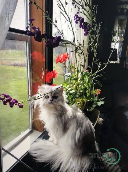 Silver Persian Kittens, Persian