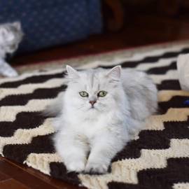 Silver Persian Kittens, Persian
