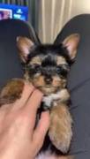 Tri-Color Yorkies, Yorkshire Terrier