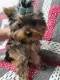 Tri-Color Yorkies, Yorkshire Terrier