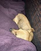 Chiweenie - Short Nose Terrier, Mixed Breed