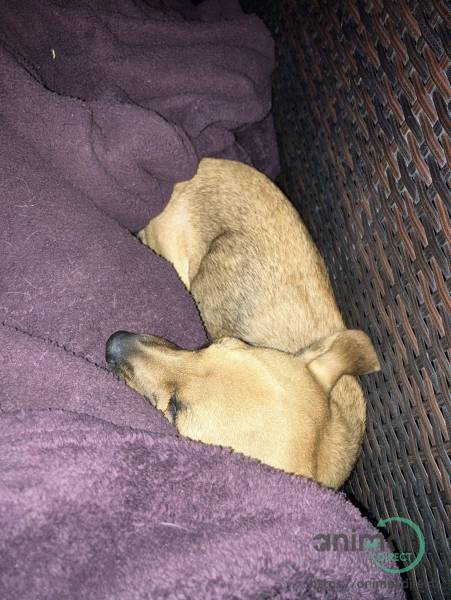 Chiweenie - Short Nose Terrier, Mixed Breed