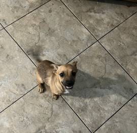 Chiweenie - Short Nose Terrier, Mixed Breed