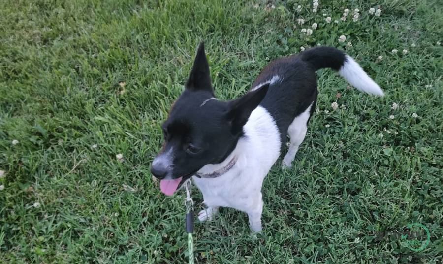 fox terrier x chihuahua mix, Mixed Breed