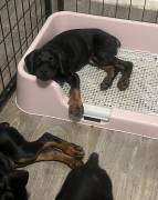 Doberman puppy’s , Doberman Pinscher