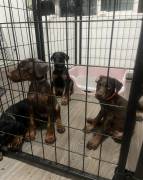 Doberman puppy’s , Doberman Pinscher