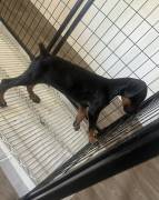 Doberman puppy’s , Doberman Pinscher