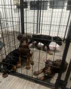 Doberman puppy’s , Doberman Pinscher