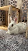 benito , Rabbit