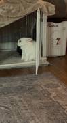 benito , Rabbit