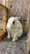 benito , Rabbit
