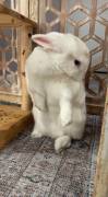 benito , Rabbit