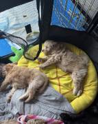 pomadoodle, Mixed Breed