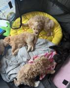 pomadoodle, Mixed Breed