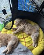 pomadoodle, Mixed Breed
