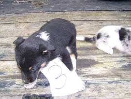 Australian Shepherd BlueHeeler, Mixed Breed