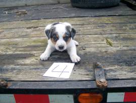 Australian Shepherd BlueHeeler, Mixed Breed