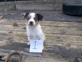 Australian Shepherd BlueHeeler, Mixed Breed