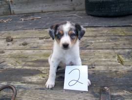 Australian Shepherd BlueHeeler, Mixed Breed