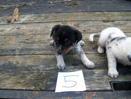 Australian Shepherd BlueHeeler, Mixed Breed
