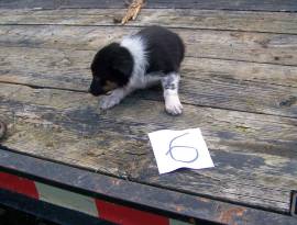 Australian Shepherd BlueHeeler, Mixed Breed