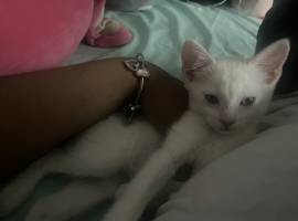 cat, Turkish Angora