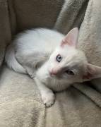cat, Turkish Angora
