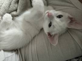 cat, Turkish Angora