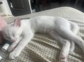 cat, Turkish Angora