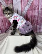 Mainecoons, Mixed Breed