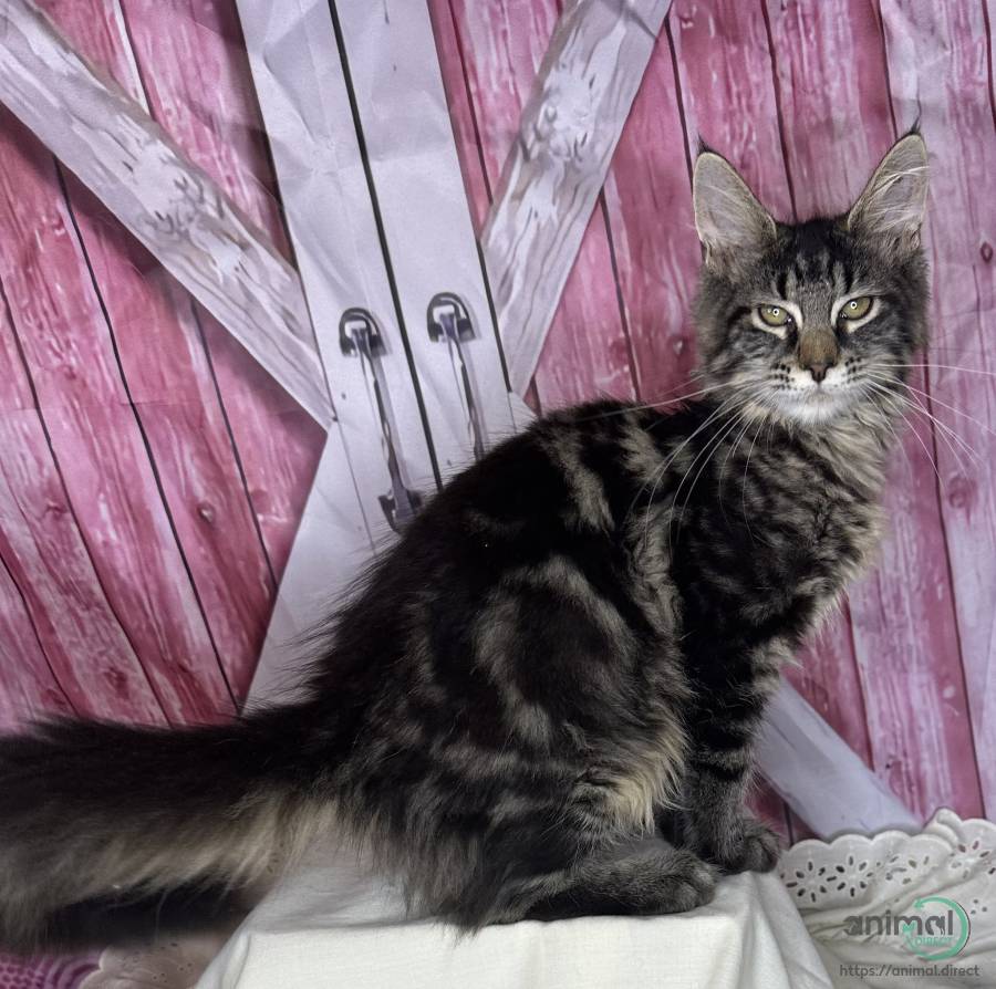 Mainecoons, Mixed Breed