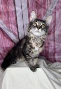 Mainecoons, Mixed Breed