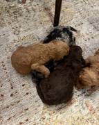 labradoodle/ Goldendoodle Pupp, Mixed Breed