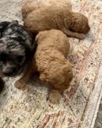 labradoodle/ Goldendoodle Pupp, Mixed Breed
