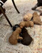 labradoodle/ Goldendoodle Pupp, Mixed Breed