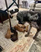 labradoodle/ Goldendoodle Pupp, Mixed Breed