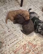 labradoodle/ Goldendoodle Pupp, Mixed Breed