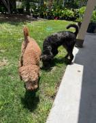 labradoodle/ Goldendoodle Pupp, Mixed Breed
