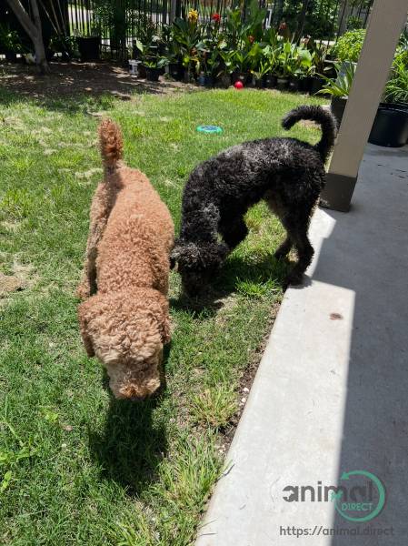 labradoodle/ Goldendoodle Pupp, Mixed Breed