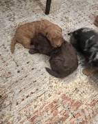 labradoodle/ Goldendoodle Pupp, Mixed Breed