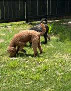 labradoodle/ Goldendoodle Pupp, Mixed Breed
