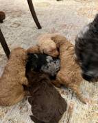 labradoodle/ Goldendoodle Pupp, Mixed Breed