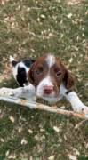 3 springer spaniel boys???????, English Springer Spaniel