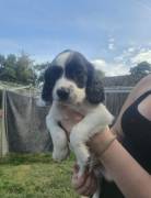 3 springer spaniel boys???????, English Springer Spaniel