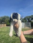 3 springer spaniel boys???????, English Springer Spaniel