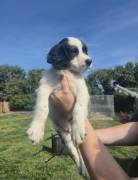 3 springer spaniel boys???????, English Springer Spaniel